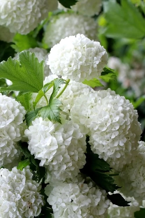 European Snowball Viburnum Bush - 3 Gallon Pot 5 European Snowball Viburnum Bush - 3 Gallon Pot - Image 5