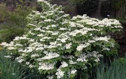 Mariesii Doublefile Viburnum - 2.5 Gallon Pot -Shrub Plant Shop Viburnum Mariesii 1