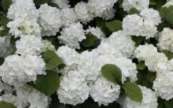Popcorn Snowball Viburnum Bush - 3 Gallon Pot -Shrub Plant Shop Viburnum Popcorn 1 1