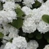 Popcorn Snowball Viburnum Bush - 3 Gallon Pot