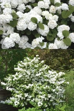 Popcorn Snowball Viburnum Bush - 1 Gallon Pot 8 Popcorn Snowball Viburnum Bush - 1 Gallon Pot -Shrub Plant Shop Viburnum Popcorn 2 500x750 1
