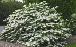 Shasta Doublefile Viburnum - 1 Gallon Pot -Shrub Plant Shop Viburnum Shasta 5
