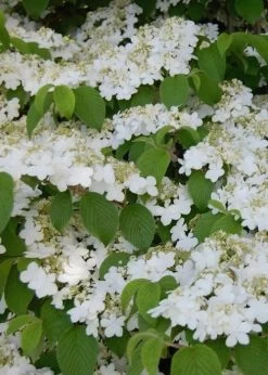 Shasta Doublefile Viburnum - 1 Gallon Pot -Shrub Plant Shop Viburnum Shasta 6