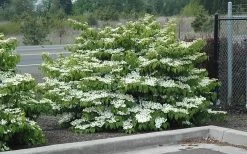 Shasta Doublefile Viburnum - 1 Gallon Pot -Shrub Plant Shop Viburnum Shasta 8