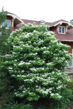 Summer Snowflake Viburnum - 1 Gallon Pot -Shrub Plant Shop Viburnum Summer Snowflake 20
