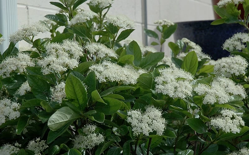 Winterthur Viburnum - 1 Gallon Pot 4 Winterthur Viburnum - 1 Gallon Pot - Image 4