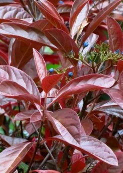 Winterthur Viburnum - 1 Gallon Pot 13 Winterthur Viburnum - 1 Gallon Pot -Shrub Plant Shop Viburnum Winterthur 4