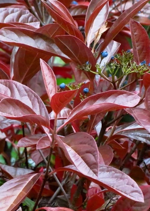 Winterthur Viburnum - 1 Gallon Pot 6 Winterthur Viburnum - 1 Gallon Pot - Image 6