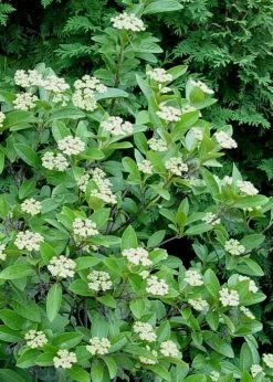 Winterthur Viburnum - 1 Gallon Pot 15 Winterthur Viburnum - 1 Gallon Pot -Shrub Plant Shop Viburnum Winterthur 7