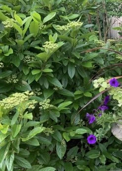 Winterthur Viburnum - 1 Gallon Pot 14 Winterthur Viburnum - 1 Gallon Pot -Shrub Plant Shop Viburnum Winterthur 9