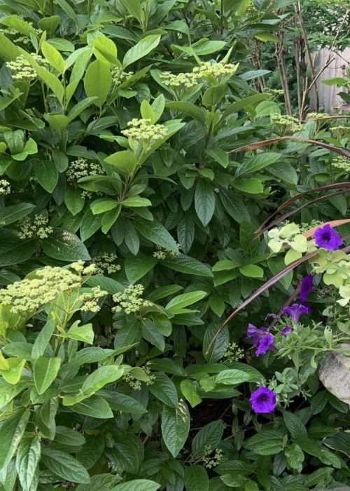 Winterthur Viburnum - 1 Gallon Pot 7 Winterthur Viburnum - 1 Gallon Pot - Image 7