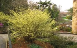 Winterthur Winterhazel (Corylopsis) - 3 Gallon Pot -Shrub Plant Shop Winter Hazel Winterthur 6