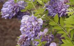 Amethyst Falls Wisteria Vine - 3 Gallon Pot 12 Amethyst Falls Wisteria Vine - 3 Gallon Pot -Shrub Plant Shop Wisteria Amethyst Falls 50
