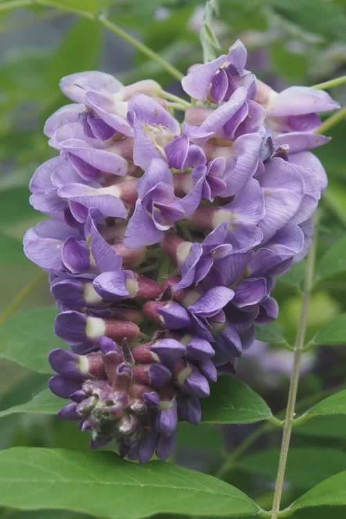 Amethyst Falls Wisteria Vine - 3 Gallon Pot 1 Amethyst Falls Wisteria Vine - 3 Gallon Pot