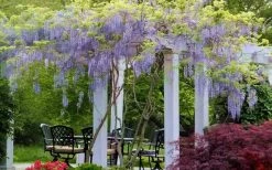Blue Moon Wisteria Vine - 2 Gallon Pot -Shrub Plant Shop Wisteria Blue Moon 15