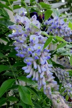 Blue Moon Wisteria Vine - 2 Gallon Pot -Shrub Plant Shop Wisteria Blue Moon 4