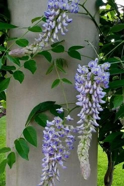 Blue Moon Wisteria Vine - 2 Gallon Pot -Shrub Plant Shop Wisteria Blue Moon 5