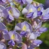 Blue Moon Wisteria Vine - 2 Gallon Pot