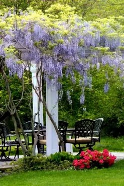 Blue Moon Wisteria Vine - 2 Gallon Pot -Shrub Plant Shop Wisteria Blue Moon 8