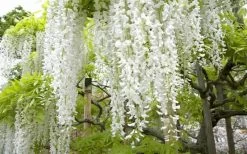 Snow Showers White Wisteria - 5 Gallon Pot -Shrub Plant Shop Wisteria Snow Showers 2
