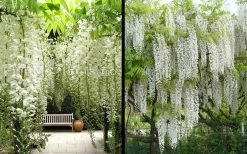 Snow Showers White Wisteria - 5 Gallon Pot -Shrub Plant Shop Wisteria Snow Showers 4