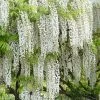 Snow Showers White Wisteria - 5 Gallon Pot