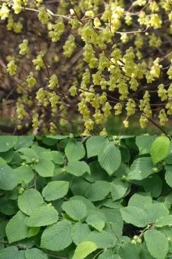 Winterthur Winterhazel (Corylopsis) - 3 Gallon Pot -Shrub Plant Shop Witch Hazel Winterthur Corylopsis 2