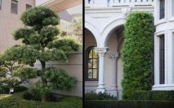 Podocarpus Macrophyllus Upright Yew - 6 Pack Of 1 Gallon Pots -Shrub Plant Shop Yew Podocarpus 2