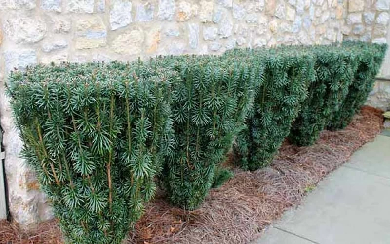 Upright Japanese Plum Yew - Cephalotaxus Harringtonia 'Fastigiata' - 1 Gallon Pot 6 Upright Japanese Plum Yew - Cephalotaxus Harringtonia 'Fastigiata' - 1 Gallon Pot - Image 6