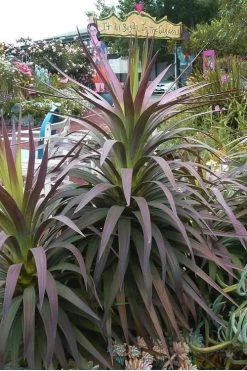 Blue Boy Yucca - 3 Gallon Pot