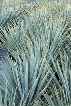 Blue Sentry Yucca - 3 Gallon Pot 11 Blue Sentry Yucca - 3 Gallon Pot -Shrub Plant Shop Yucca Blue Sentry 2 1