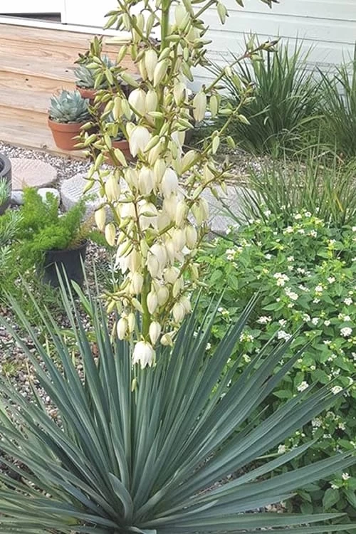 Blue Sentry Yucca - 3 Gallon Pot 5 Blue Sentry Yucca - 3 Gallon Pot - Image 5