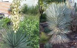 Blue Sentry Yucca - 1 Gallon Pot -Shrub Plant Shop Yucca Blue Sentry 4