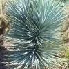 Blue Sentry Yucca - 1 Gallon Pot