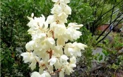 Color Guard Yucca - 1 Gallon Pot -Shrub Plant Shop Yucca Color Guard Flowers Closeup 2