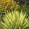 Color Guard Yucca - 3 Gallon Pot