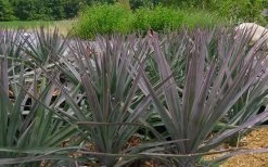 Magenta Magic Yucca - 1 Gallon Pot -Shrub Plant Shop Yucca Magenta Magic 2 1