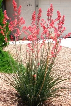 Red Yucca - 3 Gallon Pot 9 Red Yucca - 3 Gallon Pot -Shrub Plant Shop Yucca Red 6