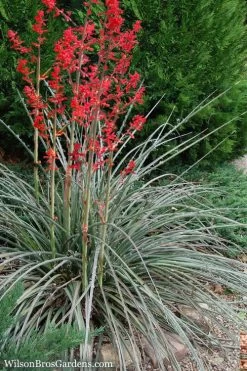 Red Yucca - 3 Gallon Pot
