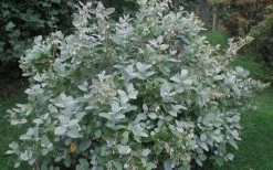 Woodlanders Blue Dusty Zenobia (Honeycup) - 3 Gallon Pot -Shrub Plant Shop Zenobia Woodlanders Blue 20