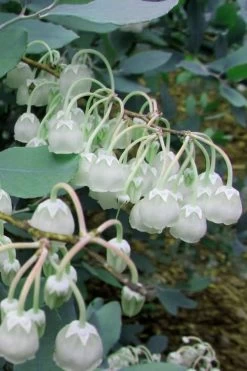 Woodlanders Blue Dusty Zenobia (Honeycup) - 3 Gallon Pot -Shrub Plant Shop Zenobia Woodlanders Blue 7