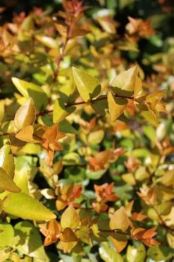 Canyon Creek Abelia - 3 Gallon Pot -Shrub Plant Shop abelia grandiflora canyon creek 1