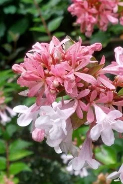 Canyon Creek Abelia - 3 Gallon Pot -Shrub Plant Shop abelia grandiflora canyon creek 3