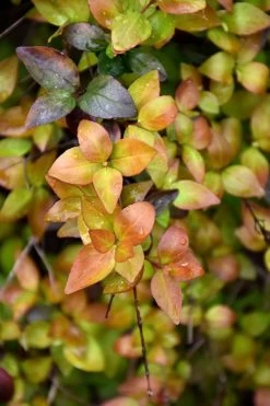 Canyon Creek Abelia - 3 Gallon Pot -Shrub Plant Shop abelia grandiflora canyon creek 4