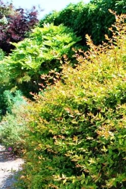 Canyon Creek Abelia - 3 Gallon Pot -Shrub Plant Shop abelia grandiflora canyon creek 6