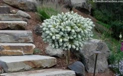 Ice Breaker Korean Fir (Single Trunk Topiary) - 1 Gallon Pot -Shrub Plant Shop abies koreana kouhouts ice breaker korean fir 2 2