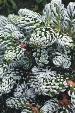 Ice Breaker Korean Fir (Single Trunk Topiary) - 2 Gallon Pot -Shrub Plant Shop abies koreana kouhouts ice breaker korean fir 3