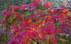 Dancing Peacock Japanese Maple (Acer Japonicum 'Aconitifolium') - 3 Gallon Pot (2-3') -Shrub Plant Shop acer japonicum aconitifolium dancing peacock japanese maple 4