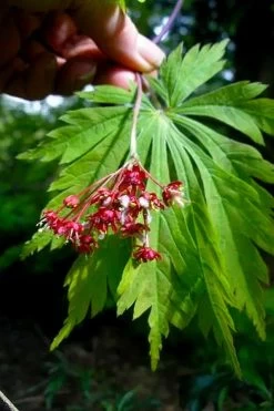 Dancing Peacock Japanese Maple (Acer Japonicum 'Aconitifolium') - 3 Gallon Pot (2-3') -Shrub Plant Shop acer japonicum aconitifolium dancing peacock japanese maple 6