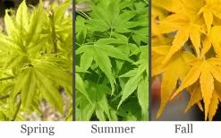 Aoyagi Japanese Maple (Ukon) - 5 Gallon Pot 9 Aoyagi Japanese Maple (Ukon) - 5 Gallon Pot -Shrub Plant Shop acer palmatum aoyagi japanese maple 2